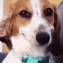 dogsmirk