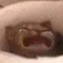 waaa waaa