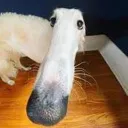 whythelongface whythelongface