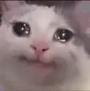 Cat Cry cat_cry Discord Emoji