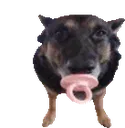 binkydog binkydog