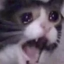 kittyscreamingcrying