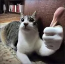 Innocat