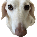 Homophobic_Dog Discord emoji