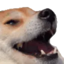 HappyDoge HappyDoge