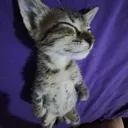 catasleep