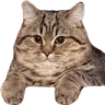 cat_pisos