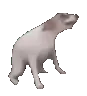 dogdance