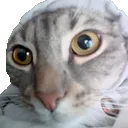 whatthecat
