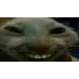 xdd
