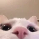 xd