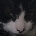 zslsilly_cat Discord Emoji