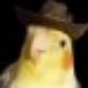 birdieconfused