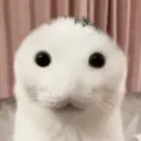 myhonestreaction