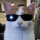 coolcat coolcat
