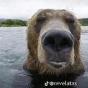 bearbro