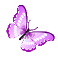 Butterflyz5