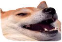 kek_woof