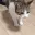 catFlop