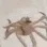 crab2