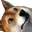 dandup