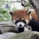 Boop