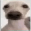 perro_shock perro_shock
