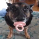 gaf