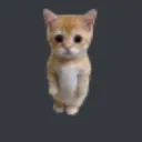 CatStare