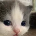 koti_sosi Discord Emoji