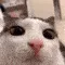 O_O_cat