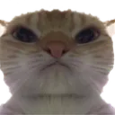 catstare Discord Emoji