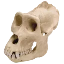 fortniteplayerskull