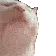catjam