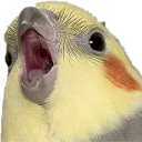 birdoah