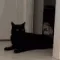 CatSteal