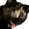 nudel