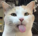 sillycat
