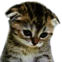 Cat Sad Cat_Sad Discord Emoji