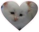 Kitty1 kitty1 Discord Emoji