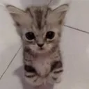 Catcatcatcatcat Discord Emoji