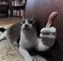 the_thumb