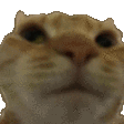 NoNo