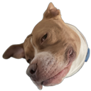 boboUhHuh_SF Discord emoji