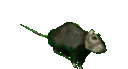 RatSpin