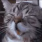 kek_cat kek_cat