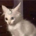 5ee