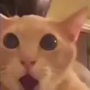 1q