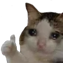 catthumbsup