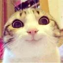 cutecat